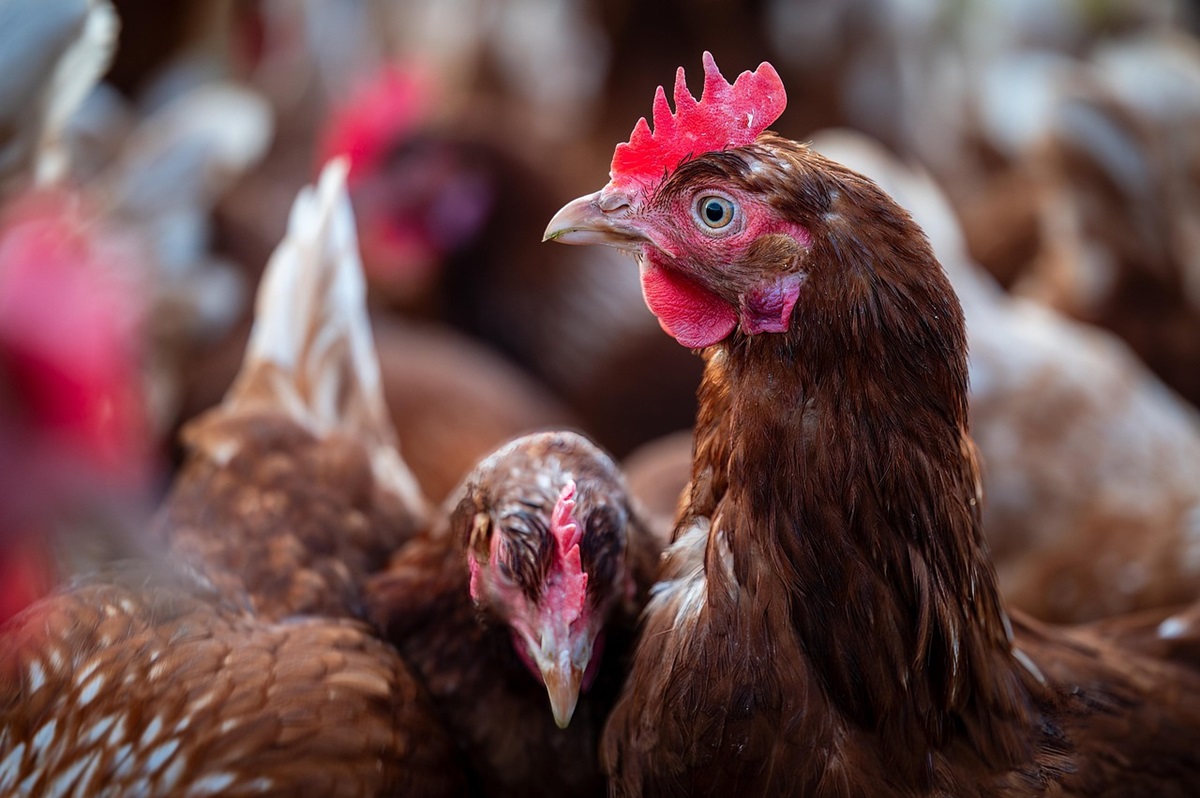 Новини світу - У Німеччині через пташиний грип знищили пів мільйона птахів