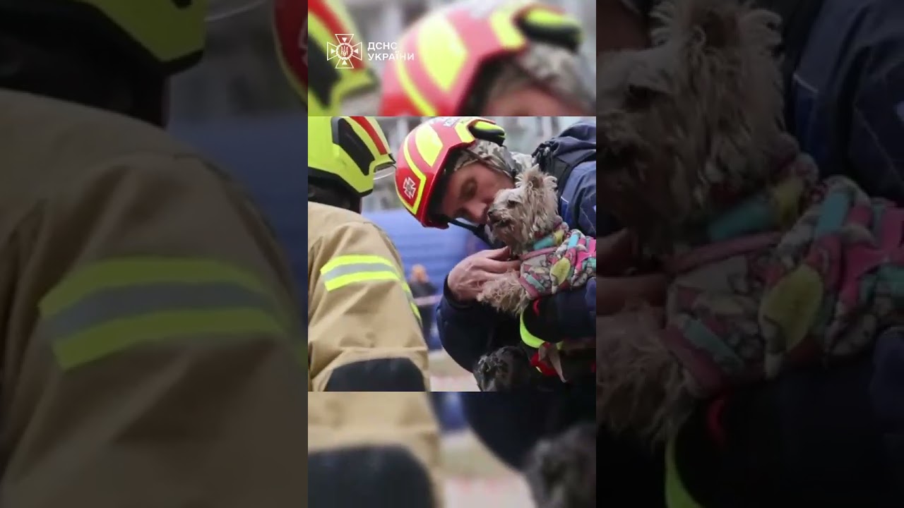 Рятувальники дістали з-під завалів 9-поверхівки у Дніпрі маленьку йоркшир тер'єр Мішель