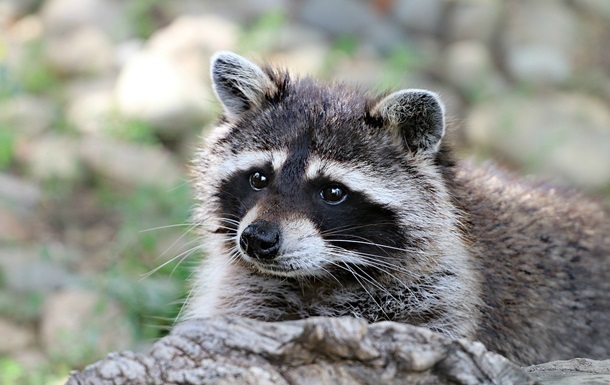 Новини світу - "П’яний єнот" із Вірджинії знову вийшов на справу та став легендою